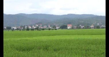 pirinç alan Rüzgar