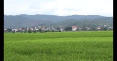 pirinç alan Rüzgar