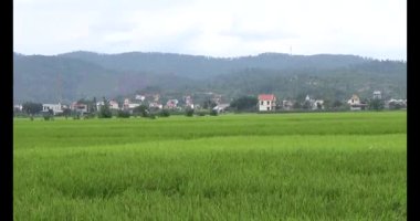 pirinç alan Rüzgar