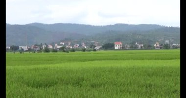 pirinç alan Rüzgar