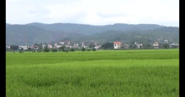 pirinç alan Rüzgar