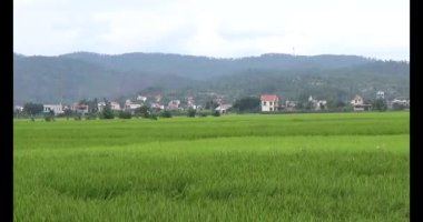 pirinç alan Rüzgar