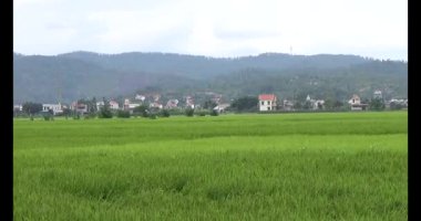 pirinç alan Rüzgar