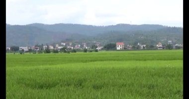 pirinç alan Rüzgar