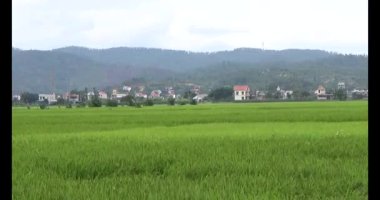 pirinç alan Rüzgar