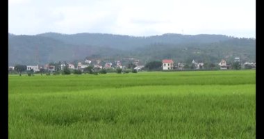 pirinç alan Rüzgar