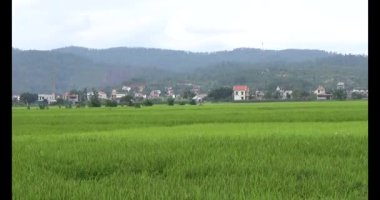 pirinç alan Rüzgar