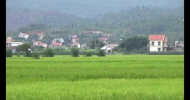 pirinç alan Rüzgar