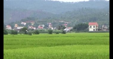 pirinç alan Rüzgar