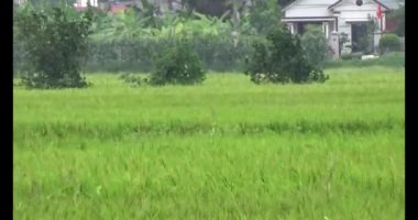 pirinç alan Rüzgar