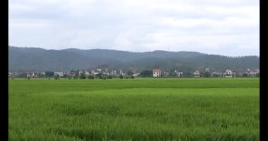 pirinç alan Rüzgar