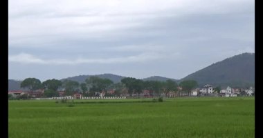 pirinç alan Rüzgar