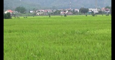 pirinç alan Rüzgar