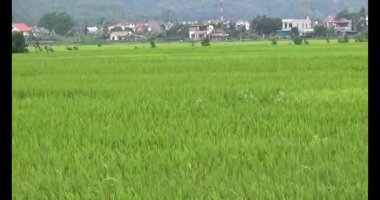 pirinç alan Rüzgar