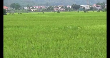 pirinç alan Rüzgar