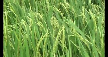 pirinç alan Rüzgar