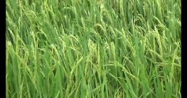 pirinç alan Rüzgar