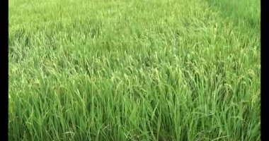 pirinç alan Rüzgar