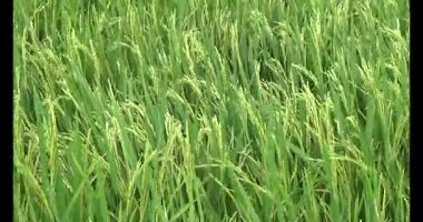 pirinç alan Rüzgar