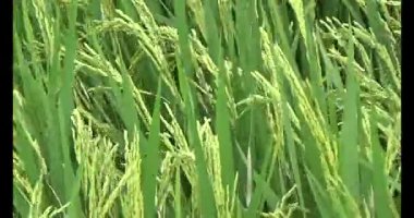 pirinç alan Rüzgar