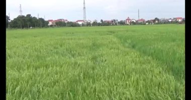 pirinç alan Rüzgar