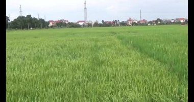 pirinç alan Rüzgar