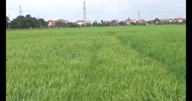 pirinç alan Rüzgar