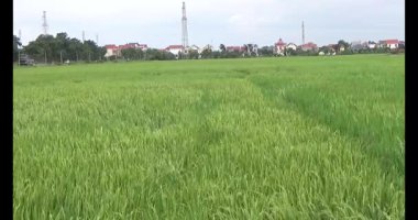 pirinç alan Rüzgar