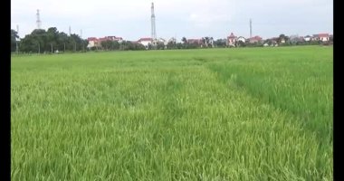 pirinç alan Rüzgar