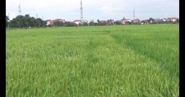 pirinç alan Rüzgar