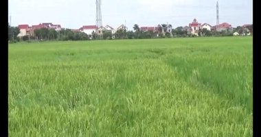 pirinç alan Rüzgar