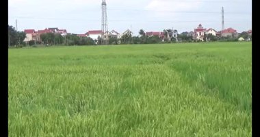 pirinç alan Rüzgar