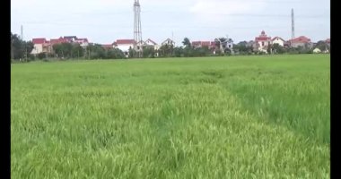 pirinç alan Rüzgar