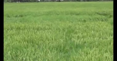 pirinç alan Rüzgar