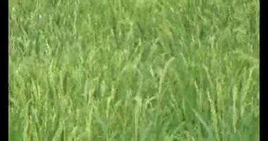 pirinç alan Rüzgar