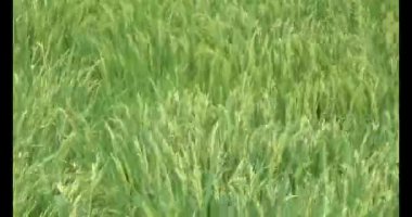 pirinç alan Rüzgar