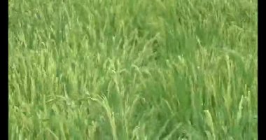 pirinç alan Rüzgar