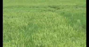 pirinç alan Rüzgar