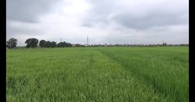 pirinç alan Rüzgar