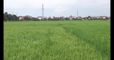 pirinç alan Rüzgar