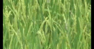 pirinç alan Rüzgar