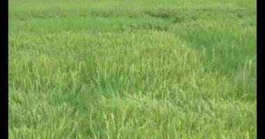 pirinç alan Rüzgar