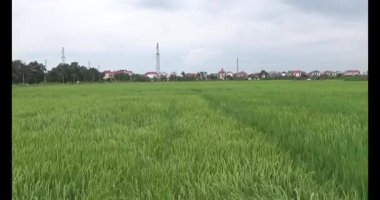 pirinç alan Rüzgar