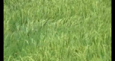 pirinç alan Rüzgar