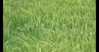 pirinç alan Rüzgar