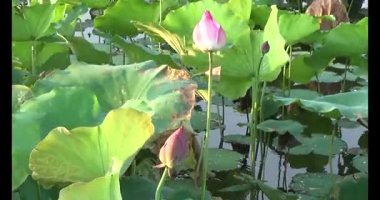 Göletteki lotus.
