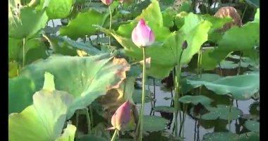 Göletteki lotus.