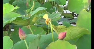 Göletteki lotus.