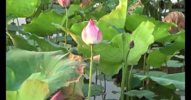 Göletteki lotus.