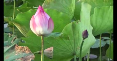Göletteki lotus.